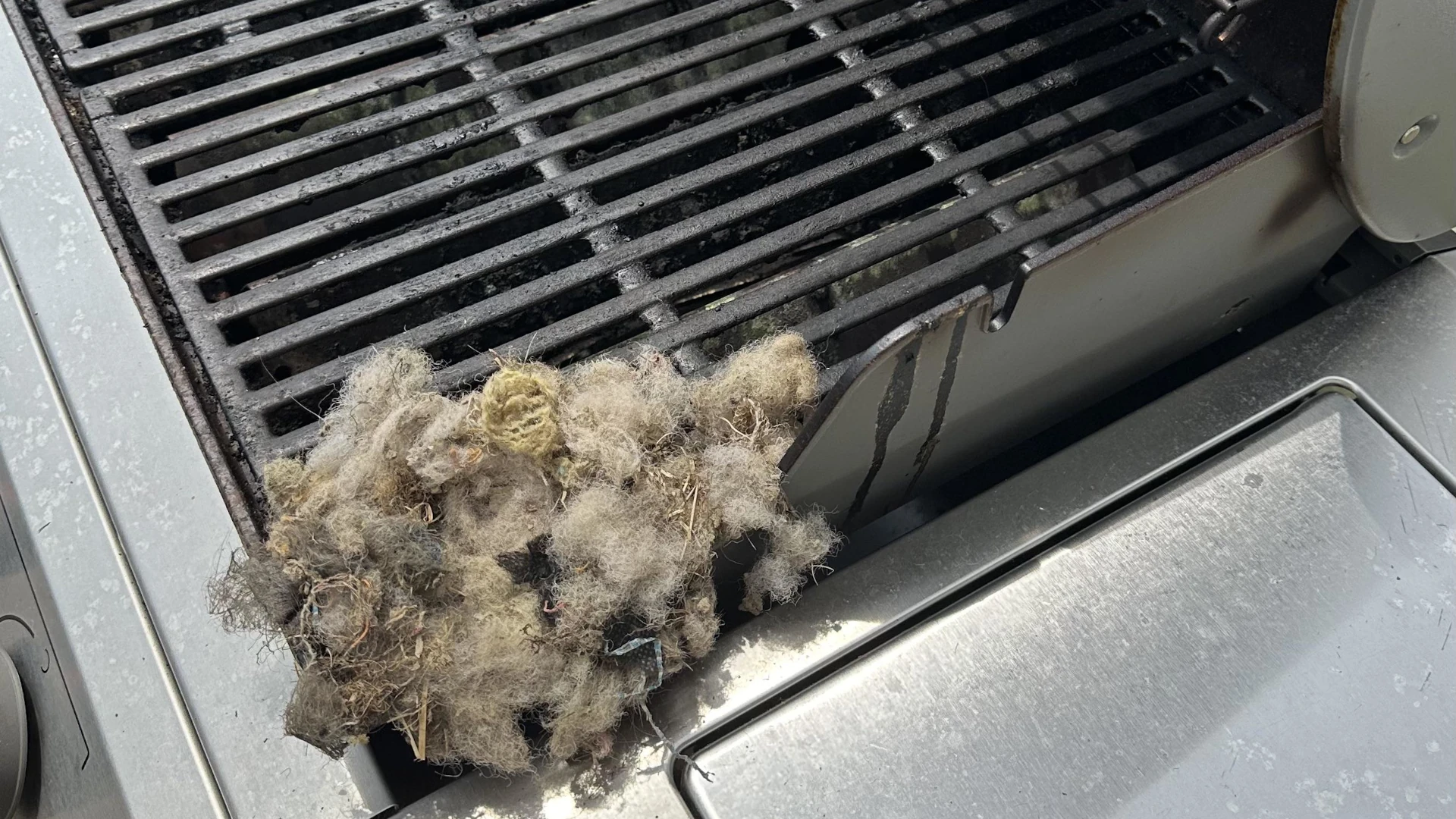 Rat nest in a grill.